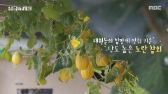 남극 속 따듯한 자연, 신선하고 푸른 채소가 자라는 세종 온실, MBC 251201 방송