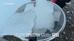 즐비하게 펼쳐진 얼음덩어리, 유빙주를 위한 유빙 캐기, MBC 251215 방송