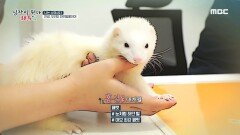 특수동물을 진료하는 동물병원! 페럿 '홍설'을 위한 귀 청소 방법⭐, MBC 220706 방송