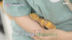 반려 도마뱀 '순덕이'! 식욕 부진에 구토 증상까지?!, MBC 220706 방송