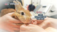 무한정 자라는 토끼의 이빨! 토끼 '갈비'의 이빨 상태는?, MBC 220706 방송