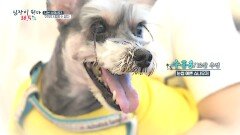 심한 염증으로, 턱뼈가 녹았을 수도 있는 12살 '수홍이', MBC 220713 방송