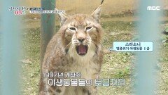 토종 늑대부터 호랑이, 삵, 독수리까지! 야생동물의 산속 동물원, MBC 220713 방송
