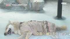 한국 토종 늑대 이사하는 날! 마취 중 호흡곤란이 온 늑대, MBC 220713 방송