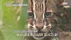 삵의 2세 탄생 순간! 진통이 시작된 어미 삵, MBC 220713 방송