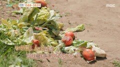 [MBC 나눔 프로젝트 희망의 발걸음] 배고픔에 밀려 거리로 나온 아이들, 버려진 채소로 이어가는 소중한 한 끼, MBC 260427 방송