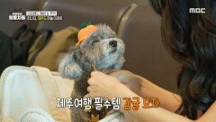 반려견 동반 전용 항공편️ 혜빈과 쿠키의 나란히 함께하는 제주 여행, MBC 240724 방송