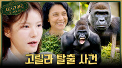 [서프살롱] 매일 고릴라를 보러 간 관람객🦍 고릴라에게 절대 하지 말아야 할 행동은?!, MBC 260412 방송 #서프라이즈미스터리살롱
