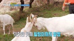 팔불출 남편의 산양 육아일기! ＜2부＞, MBC 240326 방송