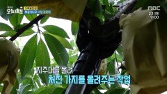 복숭아家 막내딸이 돌아왔다! ＜2부＞, MBC 240723 방송