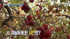 꾸지뽕과 사랑에 빠진 이유는?!, MBC 241114 방송