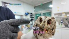 야생 동물 구조 센터 24시, MBC 251211 방송