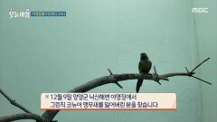 주인 잃은 외래종들이 많이 구조되는 야생 동물 구조 센터, MBC 251211 방송