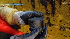 [생방송 오늘 아침] 검은 보물을 지키는 바다 남매, MBC 260325 방송