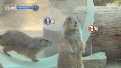 [생방송 오늘 아침] 서천에서 만나는 작은 지구, MBC 260330 방송