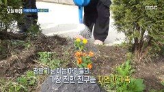 [생방송 오늘 아침] 봄마다 함께 꽃을 심는 가족, MBC 260421 방송