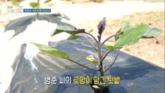 [생방송 오늘 아침] 매일 즐거운 자급자족 전원생활, MBC 260511 방송