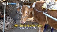 [생방송 오늘 아침] '순둥이' 너는 내 운명, MBC 260512 방송