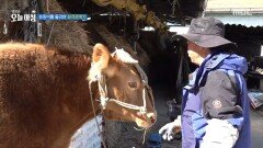 [생방송 오늘 아침] 순둥이를 둘러싼 삼각관계?, MBC 260512 방송