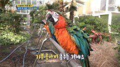[생방송 오늘 아침] 퇴직 후 앵무새 때문에 귀촌한 사연, MBC 260513 방송