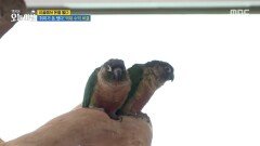 [생방송 오늘 아침] 취미가 돈 됐다! 억대 수익의 비결, MBC 260513 방송