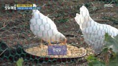 [생방송 오늘 아침] 학원 접고 찾은 낙원, 농촌 예찬, MBC 260630 방송