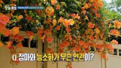 [생방송 오늘 아침] '아침부터 북적' 늦장마에 인기 폭발한 능소화, MBC 260630 방송