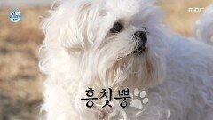 다른 강아지와 노는 구성환에 질투 폭발하는 꽃분이, MBC 251128 방송