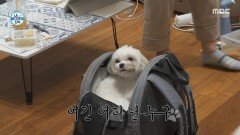 기안84 집에 도착한 알콩X달콩이 적응 중인 강아지들!, MBC 251226 방송