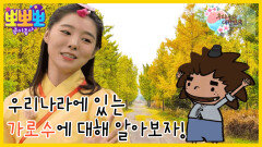 우리나라 대한민국-'가로수'에 대해 알아보자!, MBC 230912 방송