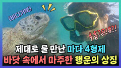 《스페셜》 🥽스노쿨링 도중 바닷 속 행운의 상징을 만난 마다 4형제 (feat.바다거북), MBC 240204 방송