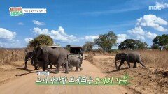 눈 바로 앞에 코끼리가...! 코끼리 가족을 만난 알바즈, MBC 251203 방송