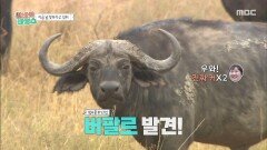 여기 지금 사파리 핫플이야 버팔로X기린X악어X하마를 모두 만난 알바즈!, MBC 251203 방송