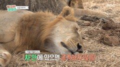 실화였던 ＜라이온 킹＞의 이야기?! 탈모 유전자를 가지고 있는 사자 가족의 이야기🦁, MBC 251203 방송