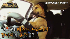 베스트 드라이버, 댕댕이 운전사 3인방! , MBC 220703 방송