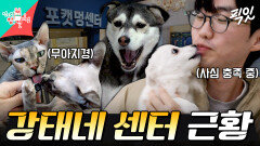[픽잇] K-동물아빠 이강태의 노력으로 기적을 만들어가는 동물 보호 센터 MBC260404방송 #전지적참견시점 #이강태