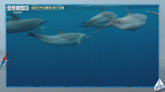 40일간의 태평양 횡단 항해 시작! 반갑게 맞이해주는 돌고래들