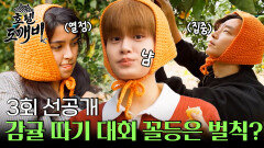 [선공개] 꼴등은 누구? 감귤 따기 대회