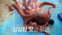 살아 있드래요~ 식재료들의 천국 삼척에서 맛보는 싱싱한 해산물! MBN 260508 방송