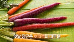 당근은 원래 주황색이 아니었다? MBN 260606 방송