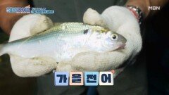 가을 바다의 선물, 가을 식탁 사로잡은 삼천포 전어 MBN 260928 방송