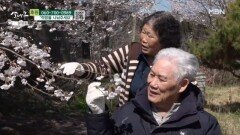 오랜만에 봄나들이 하는 부부 MBN 260502 방송