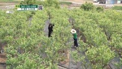 지인의 농장에서 일을 돕는 아들 MBN 260613 방송