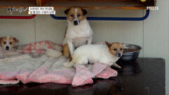 100마리 강아지가 지내는 유기견 쉼터!! 사건 사고가 끊이질 않는다?! MBN 220520 방송