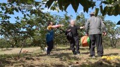 부부의 감밭에 나타난 불청객?! MBN 251109 방송