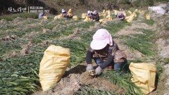 자타공인 일등 일꾼 아내 MBN 251116 방송