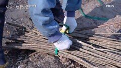 닥나무가 뭐라고... 온 가족이 동원된 겨울 산행 MBN 260222 방송