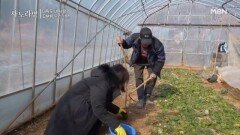 며느리를 위한 부부의 냉이 캐기 대작전! MBN 260301 방송