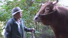 [선공개] 소 사랑꾼 남편과 여장부 아내 MBN 251109 방송