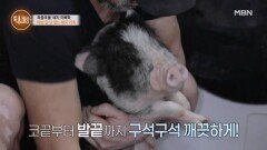 텐트에서 돼지들을 끌어안고 잠을 자던 지흥선씨가 오랜만에 집에 간 이유 MBN 240411 방송